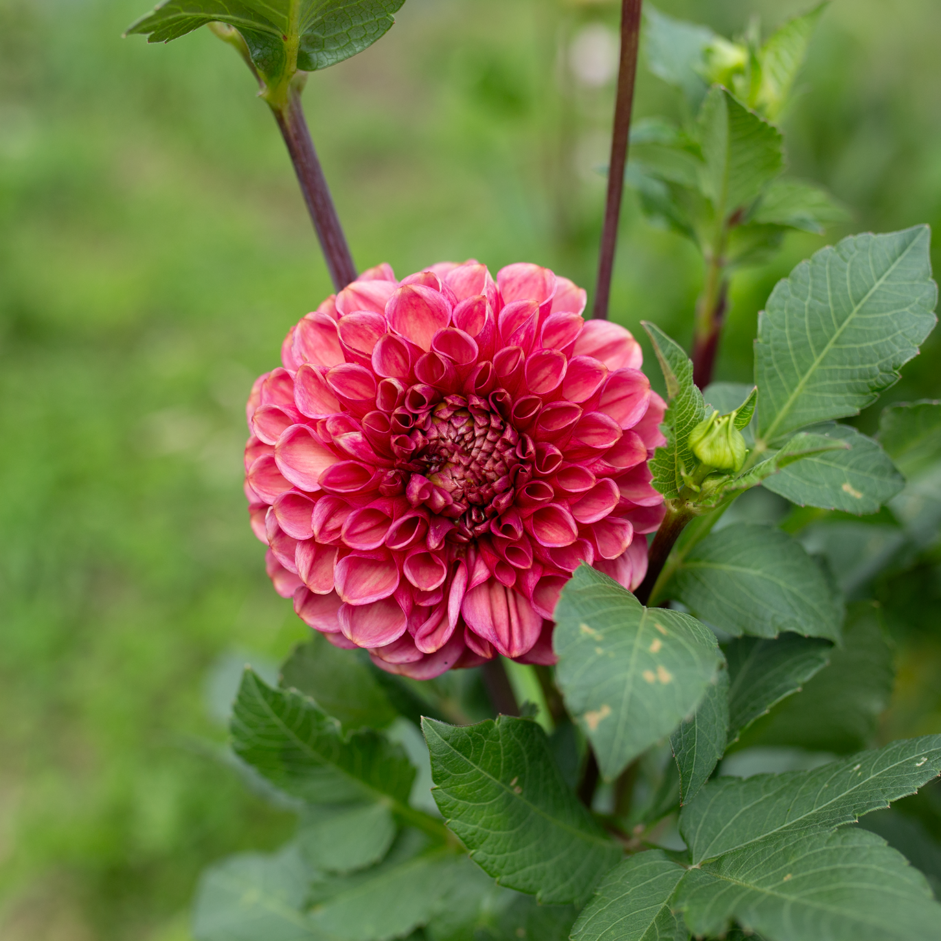 Dahlia 'Ariston'