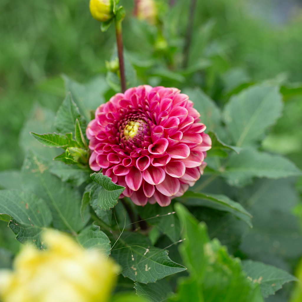 Dahlia 'Ariston'
