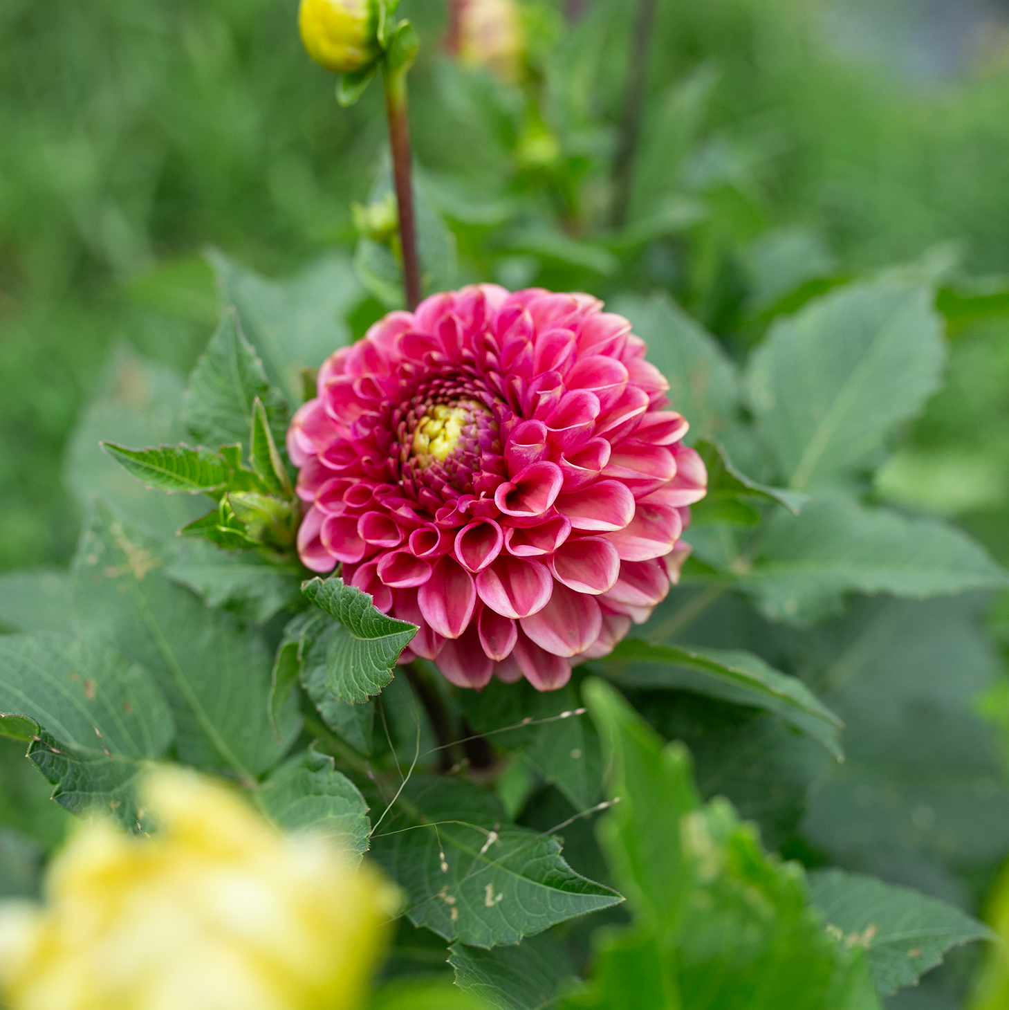Dahlia 'Ariston'