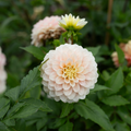 Dahlia 'Ash Wedding'