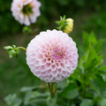 Dahlia 'BBQ Fairycake'