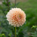 Dahlia 'BHG Sunrise'