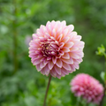 Dahlia 'BQ Mojo'