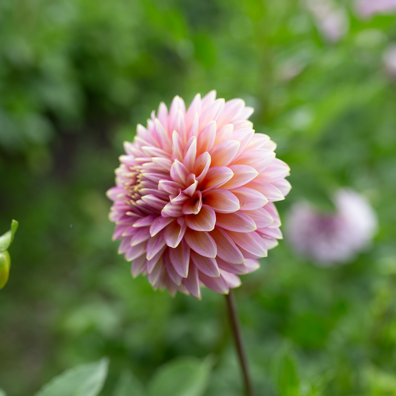 Dahlia 'BQ Mojo'