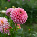 Dahlia 'BQ Pink Parfait'