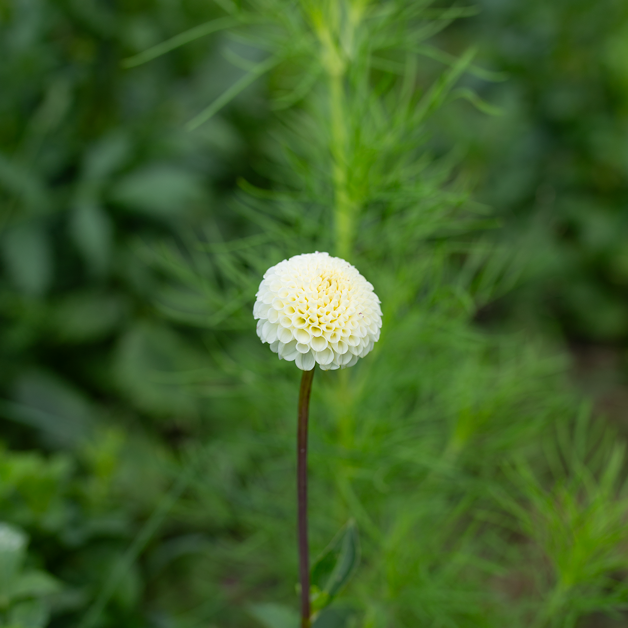 Dahlia 'Bowen'