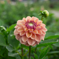 Dahlia 'Breannon'
