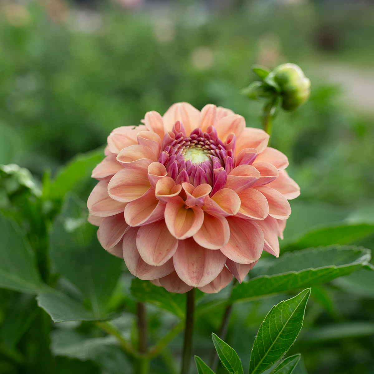 Dahlia 'Breannon'