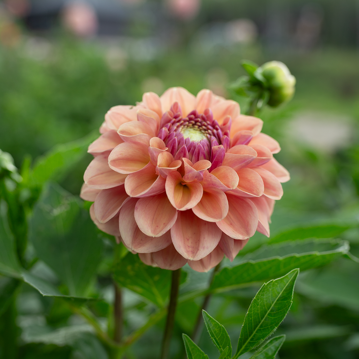 Dahlia 'Breannon'