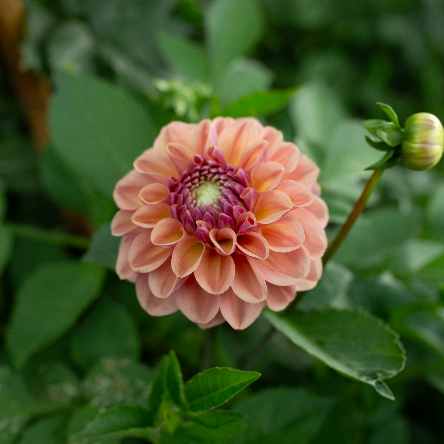 Dahlia 'Breannon'