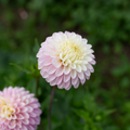 Dahlia 'CB Pink Kiss'