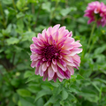 Dahlia 'Café Mauve'