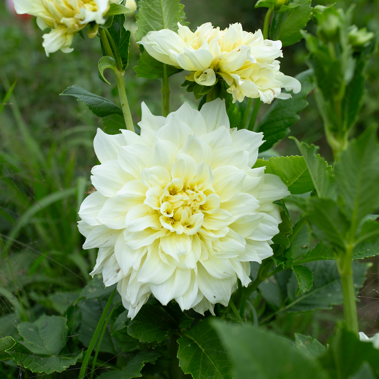 Dahlia 'Café au Lait Supreme'