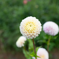 Dahlia 'Camano Zoe'