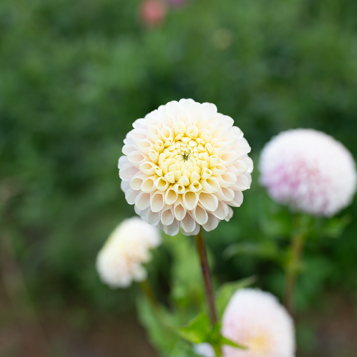 Dahlia 'Camano Zoe'