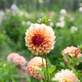 Dahlia 'Carpe Dahlia Harvest'