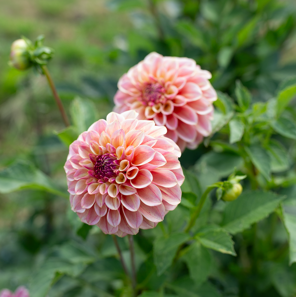 Dahlia 'Carpe Dahlia Summer Blush'