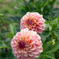 Dahlia 'Carpe Dahlia Summer Blush'