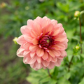Dahlia 'Château De La Bourdaisière'