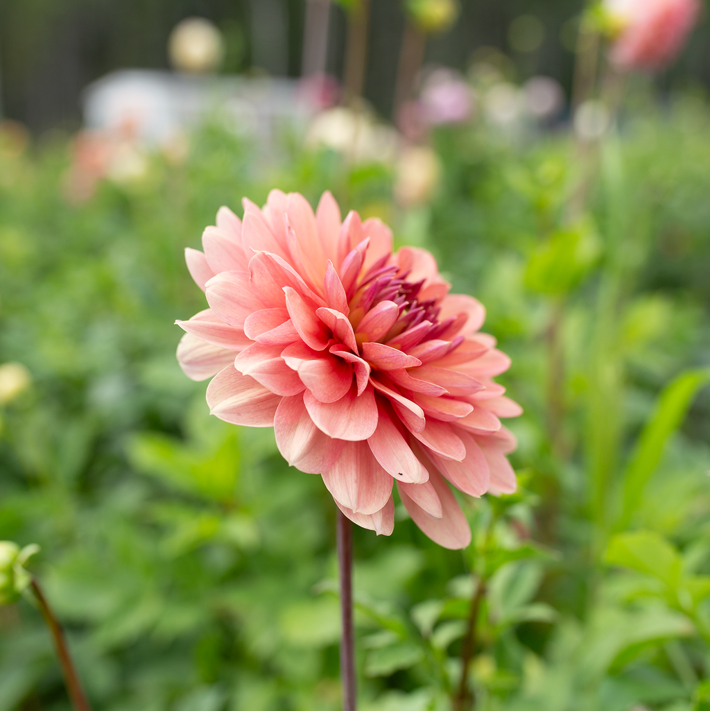 Dahlia 'Château De La Bourdaisière'
