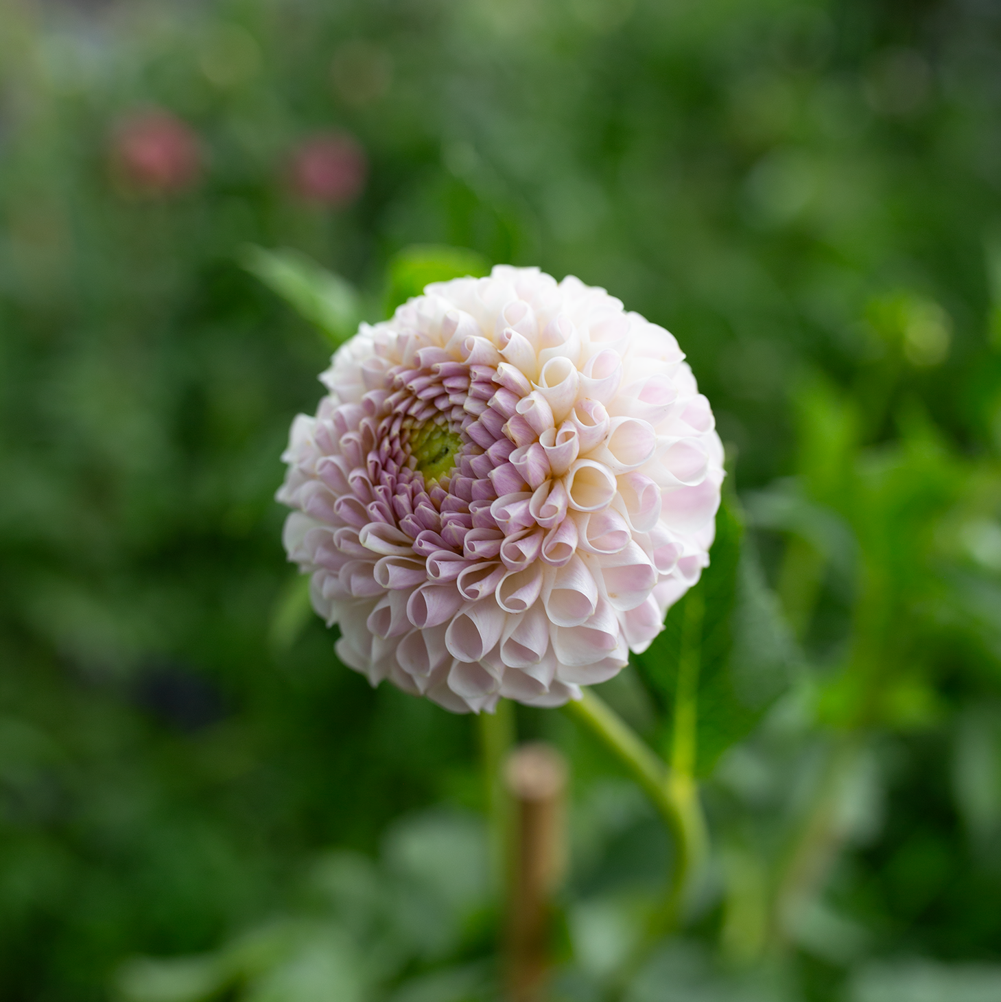 Dahlia 'Chimicum Davi'