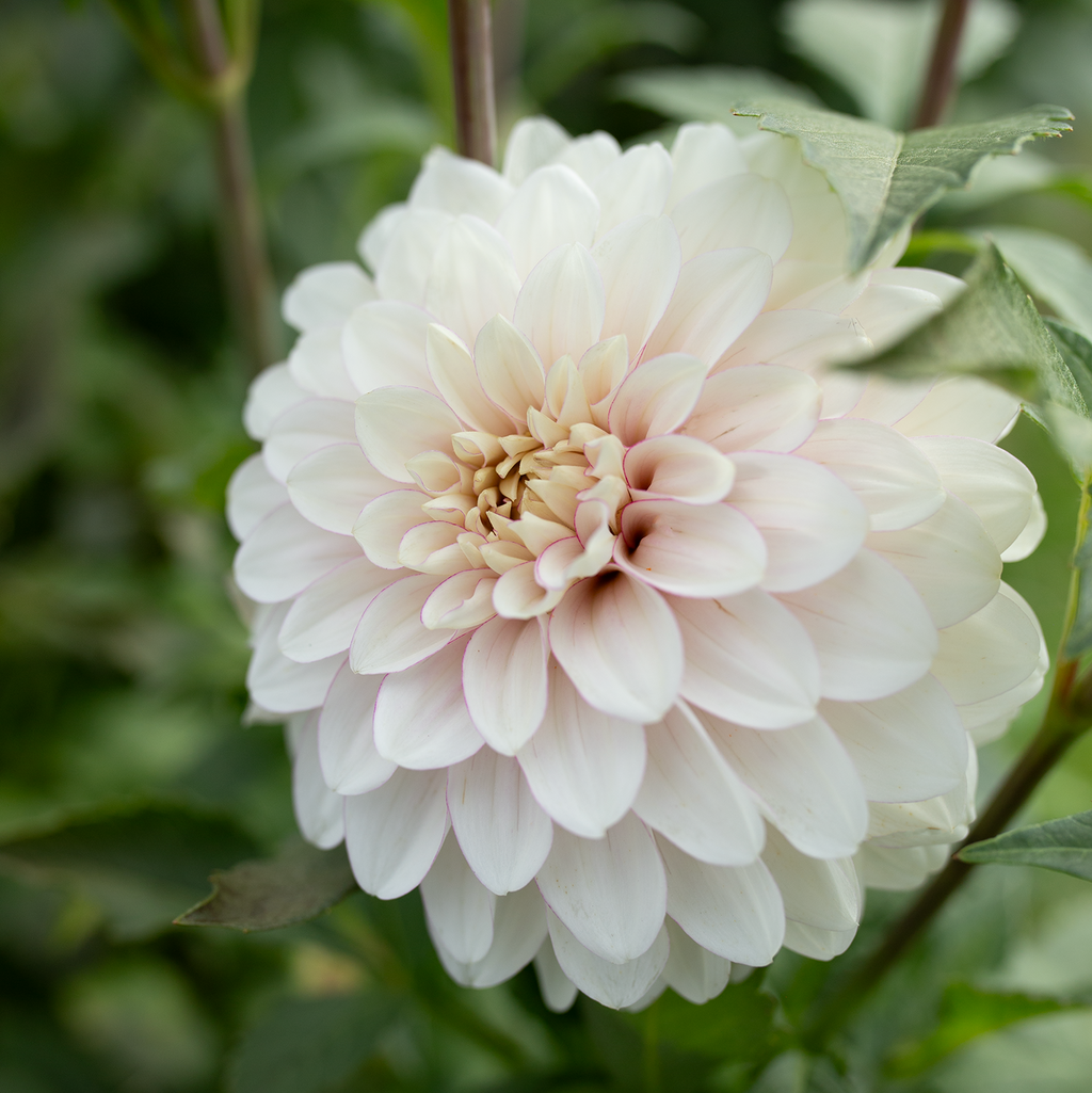 Dahlia 'Christo'