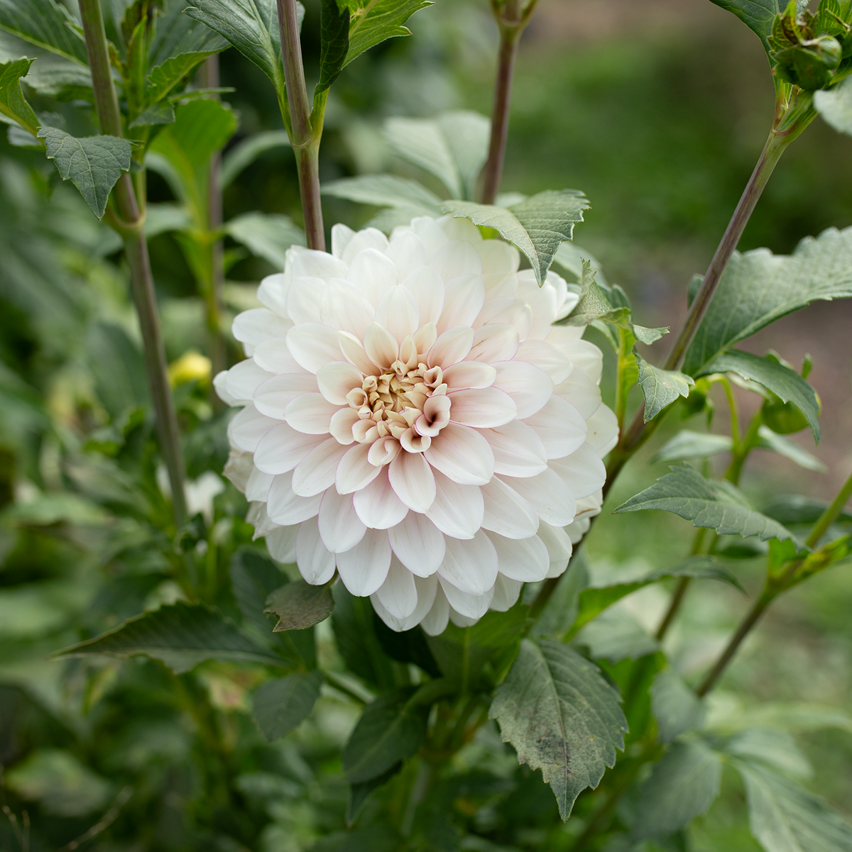 Dahlia 'Christo'