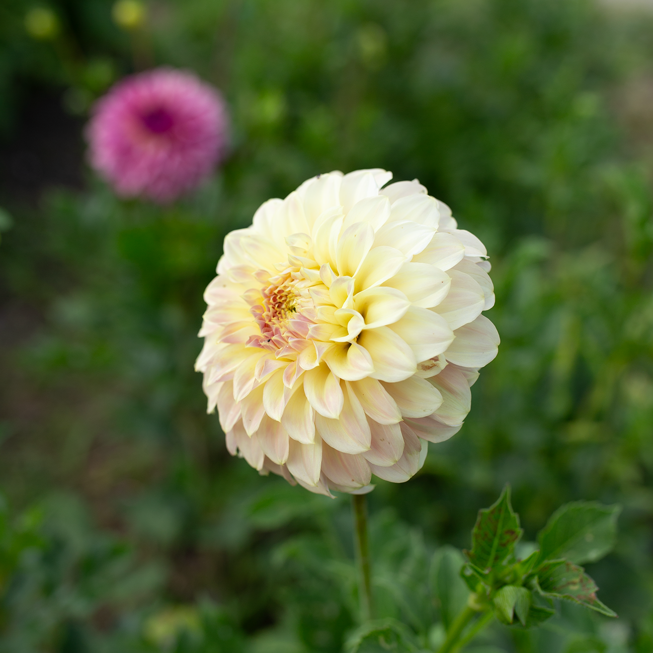 Dahlia 'Coorabell Astrid'