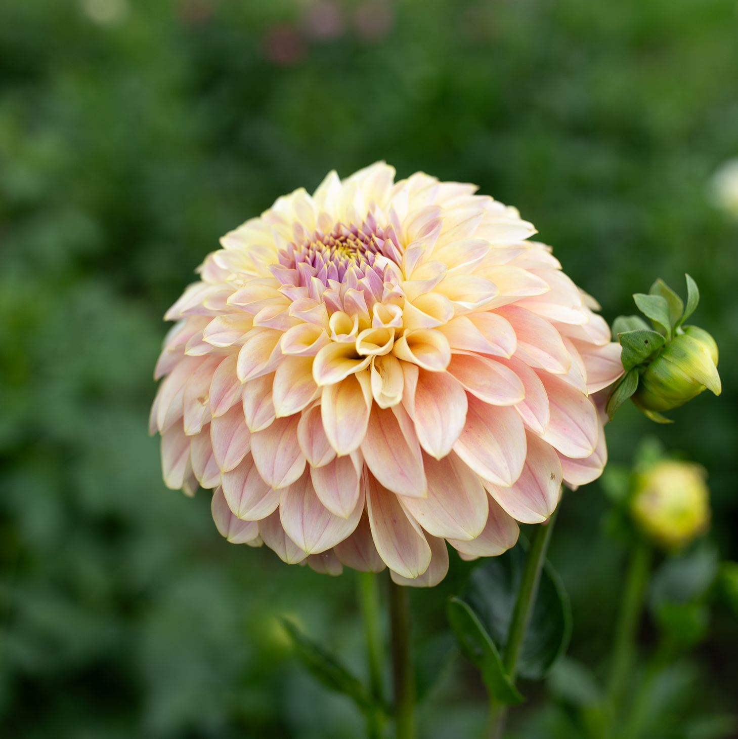 Dahlia 'Coorabell Moonglow'