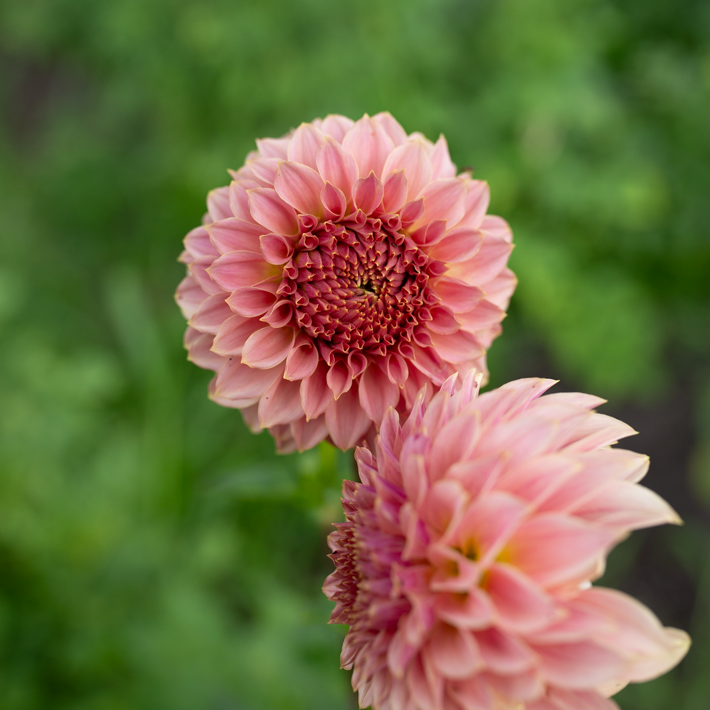 Dahlia 'Coral Sea'