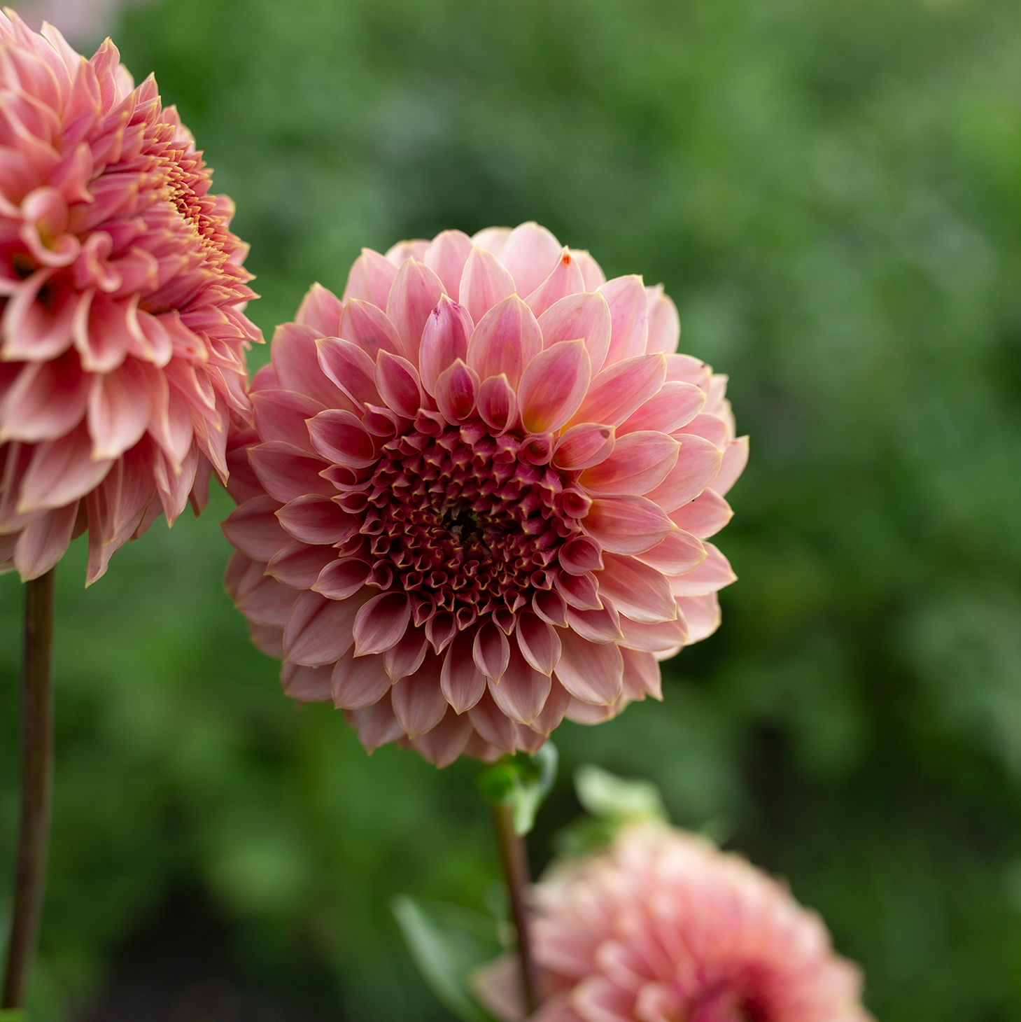 Dahlia 'Coral Sea'