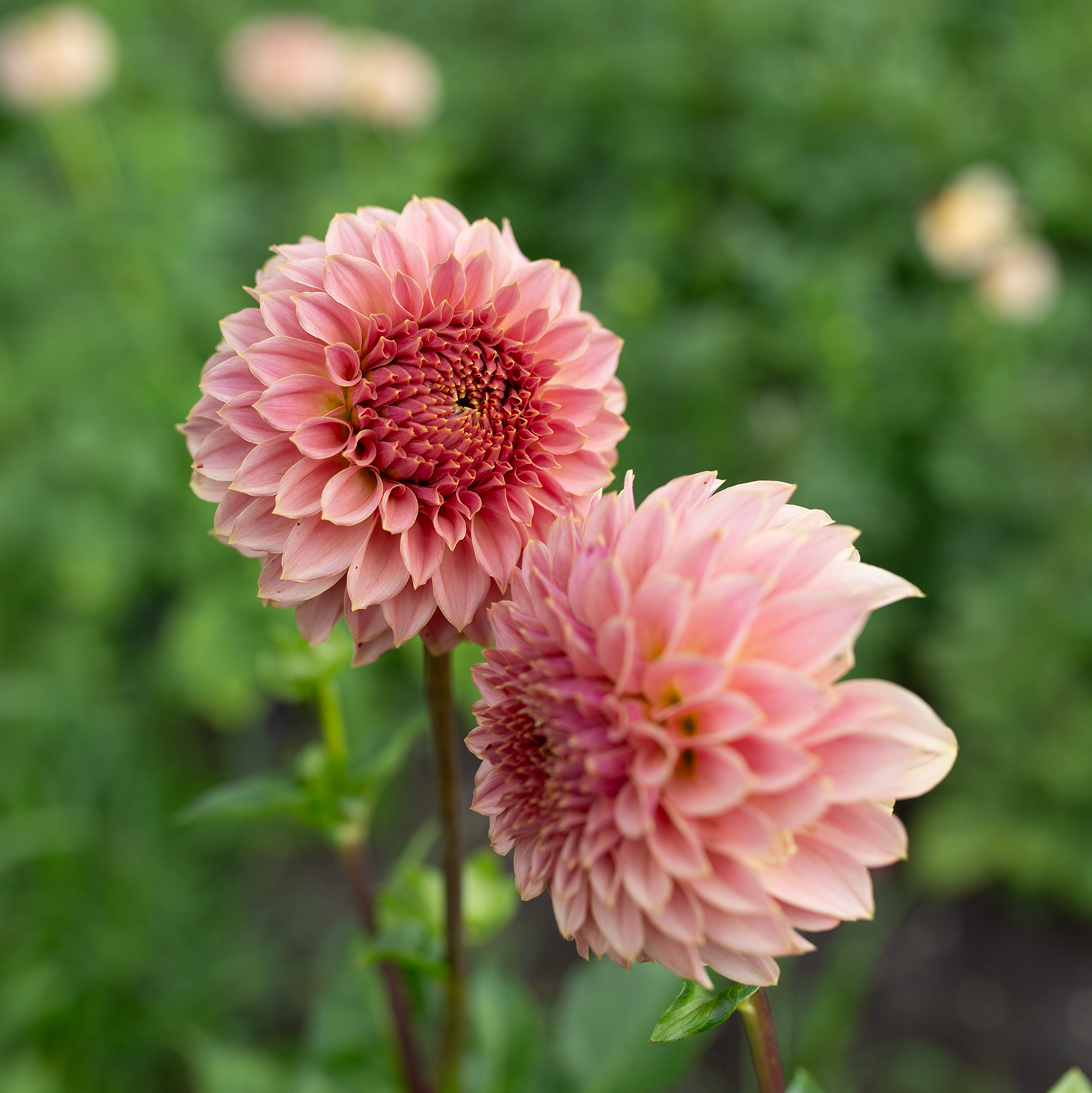 Dahlia 'Coral Sea'