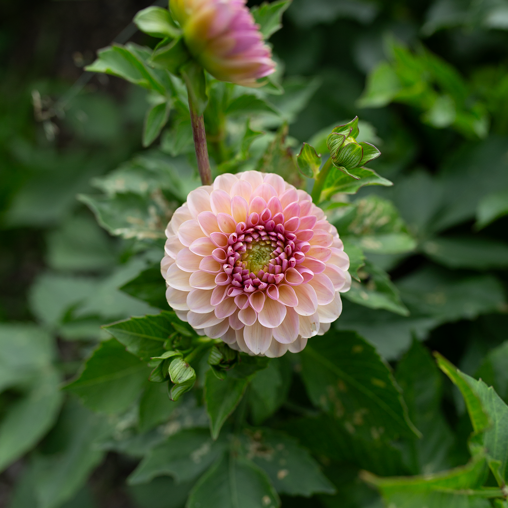 Dahlia 'Cupcake'