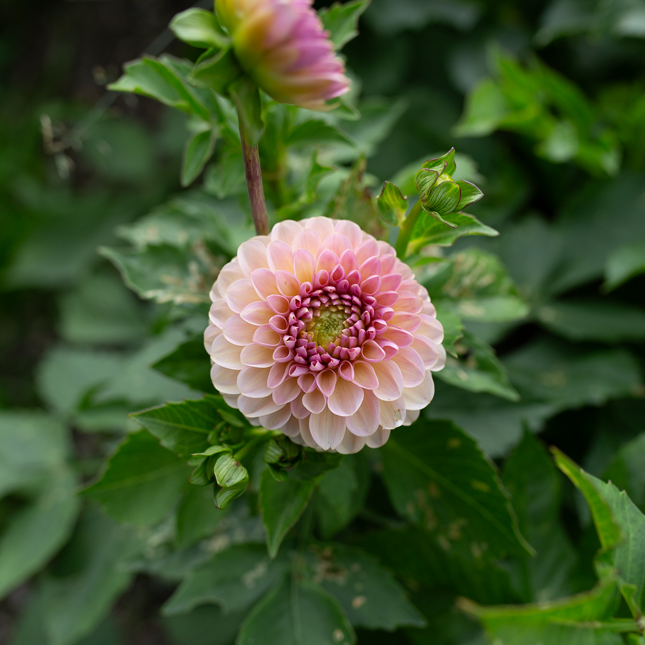 Dahlia 'Cupcake'