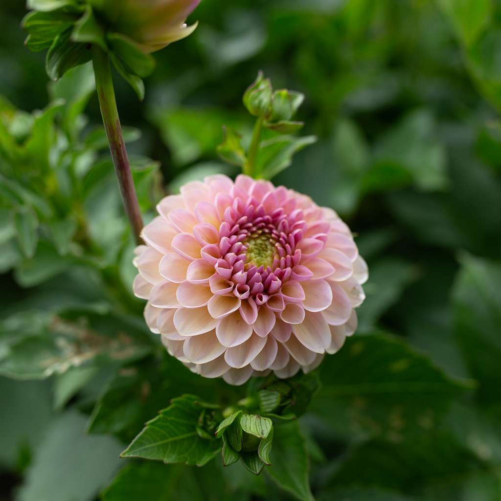 Dahlia 'Cupcake'