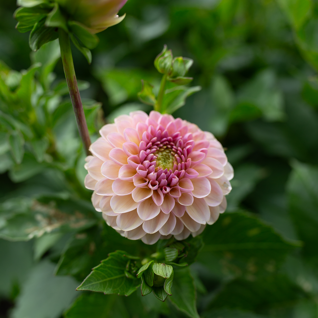 Dahlia 'Cupcake'