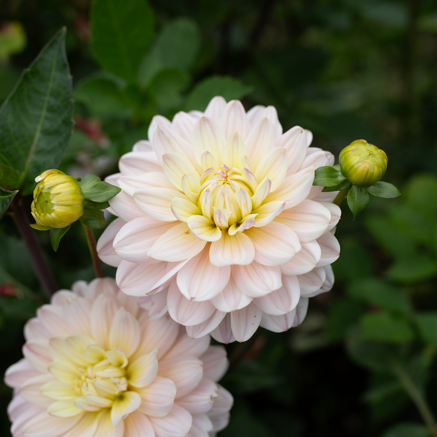 Dahlia 'Diana's Memory'