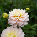 Dahlia 'Diana's Memory'