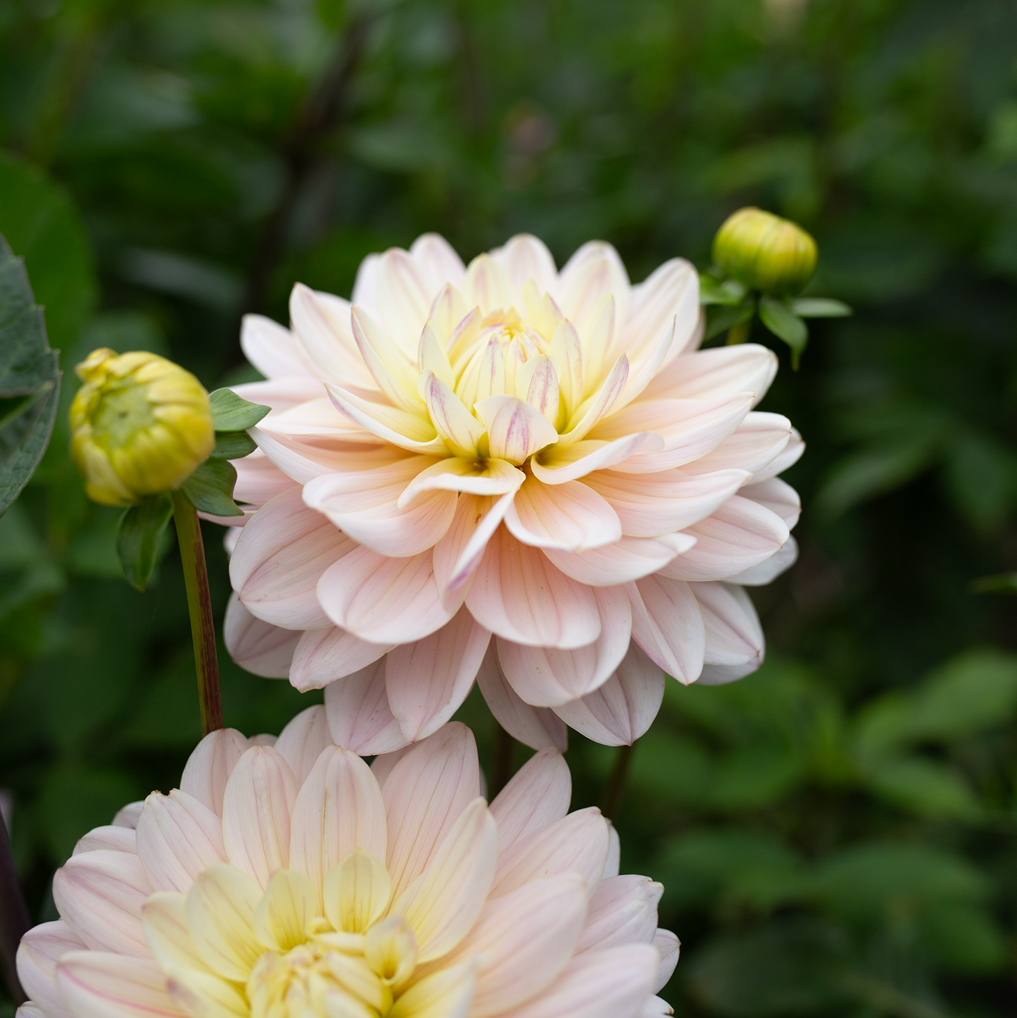 Dahlia 'Diana's Memory'