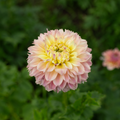 Dahlia 'Elks Tennley Rose'