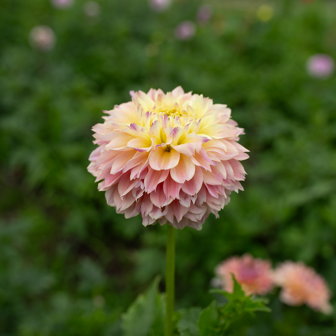 Dahlia 'Elks Tennley Rose'