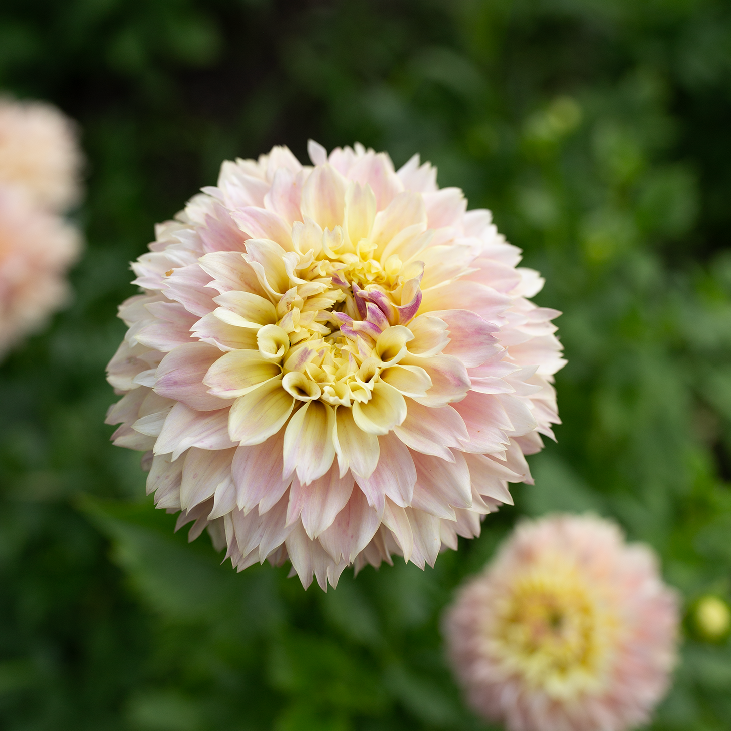 Dahlia 'Elks Tennley Rose'