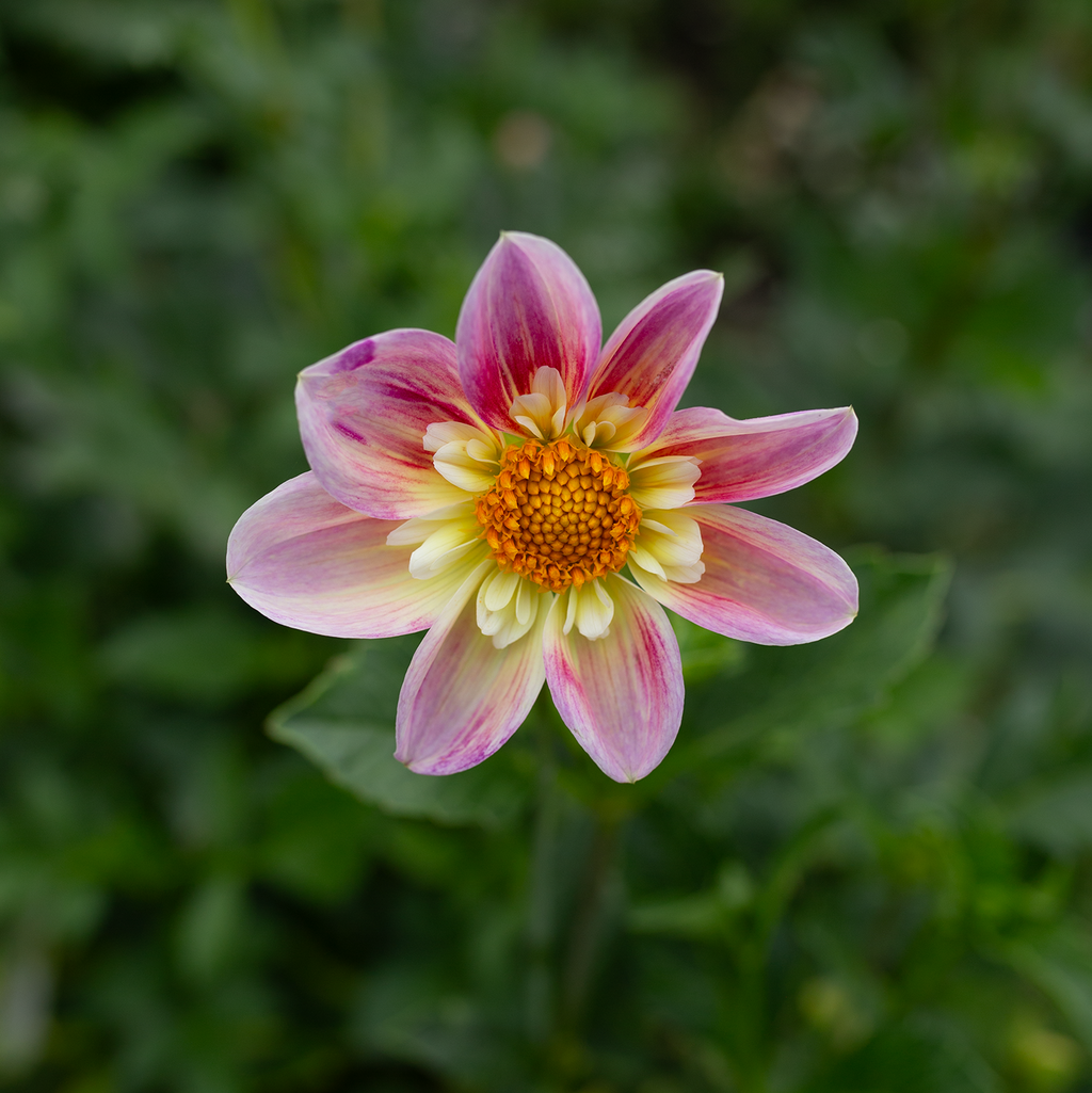 Dahlia 'Ferncliff Dolly'