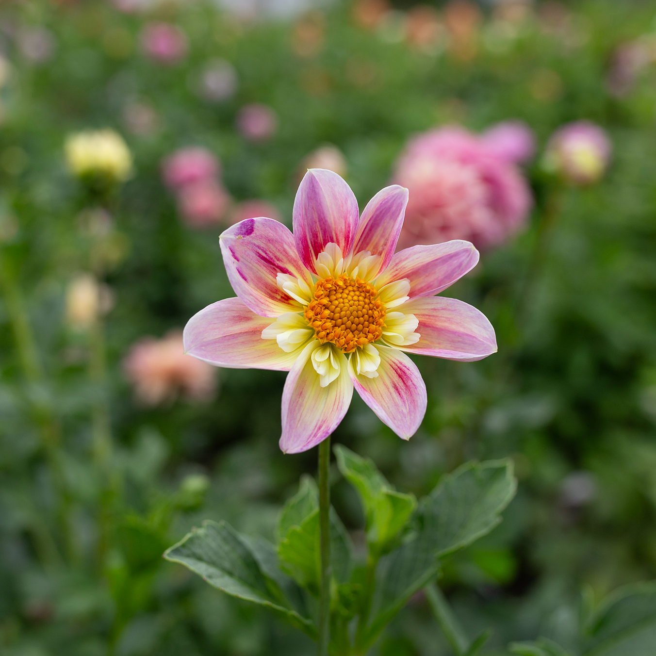Dahlia 'Ferncliff Dolly'