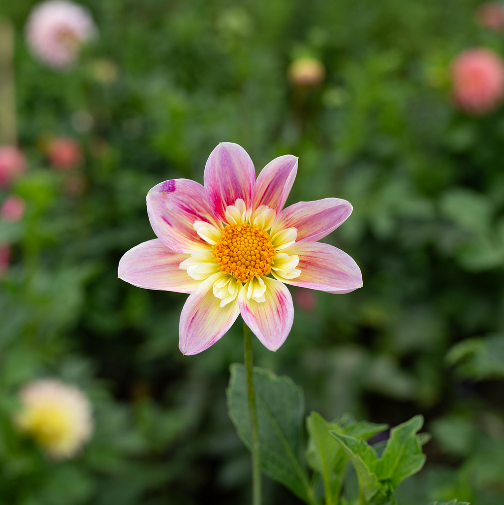 Dahlia 'Ferncliff Dolly'