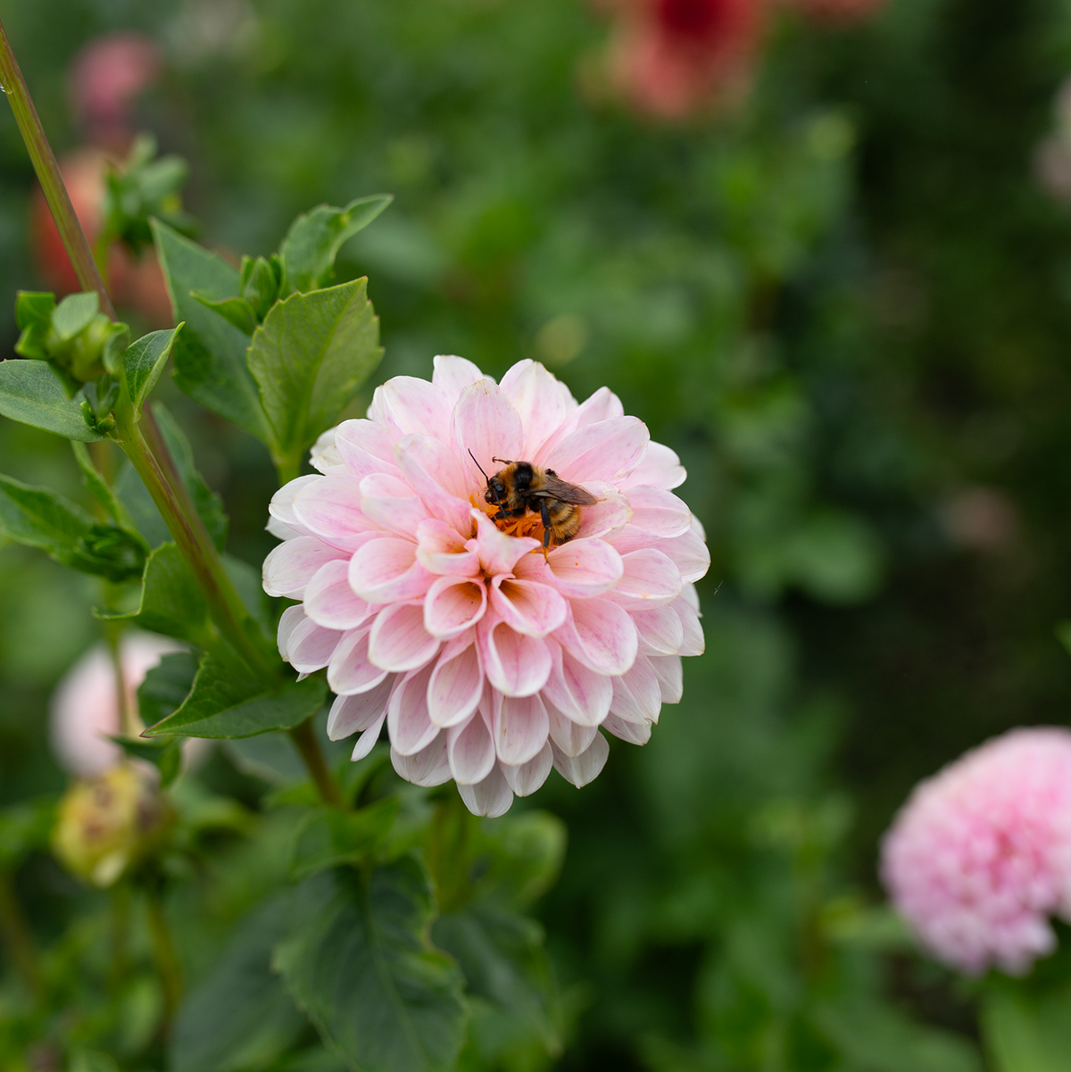 Dahlia 'Fleurelle's Field Blend'