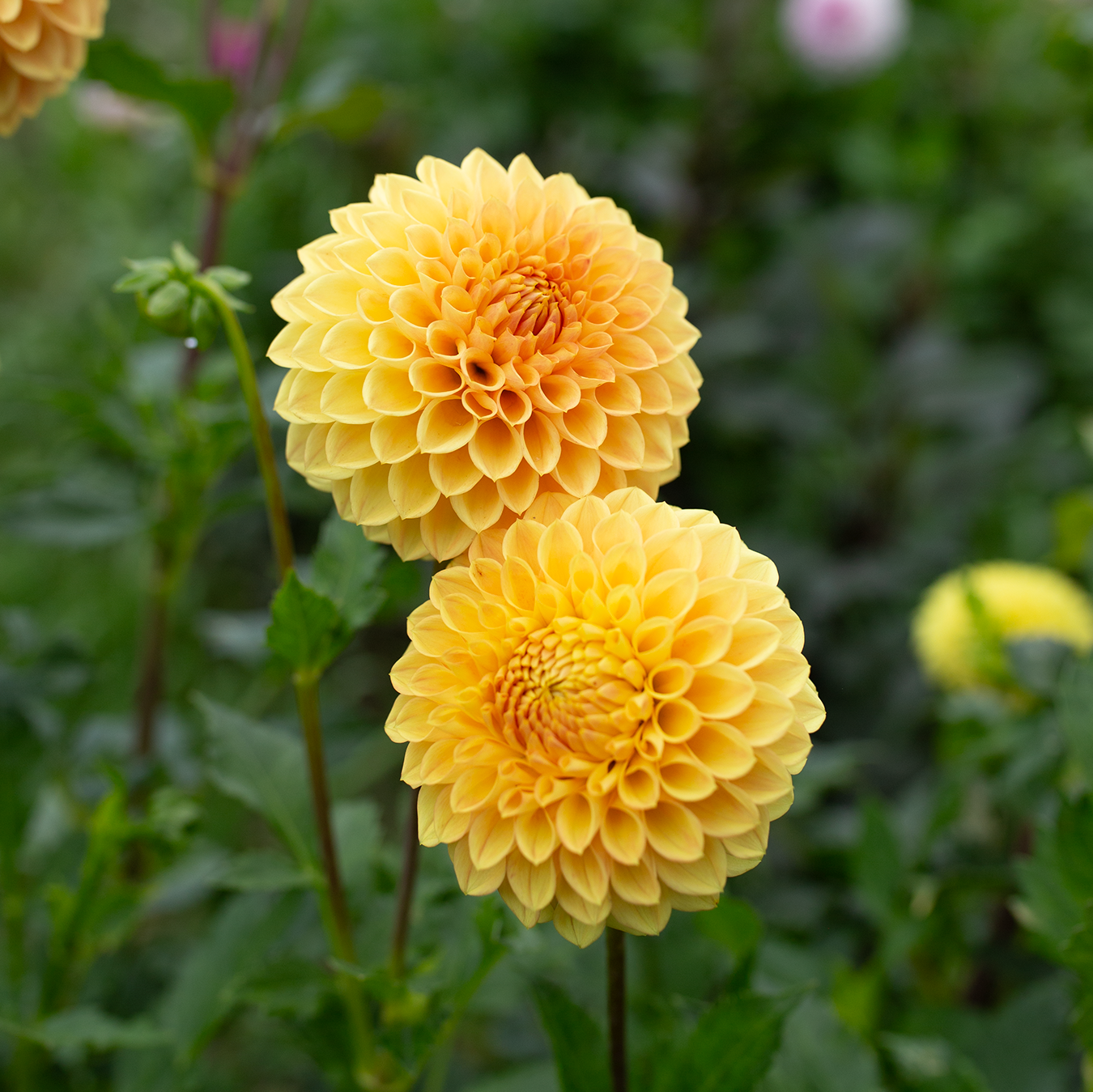 Dahlia 'Formby Crest'