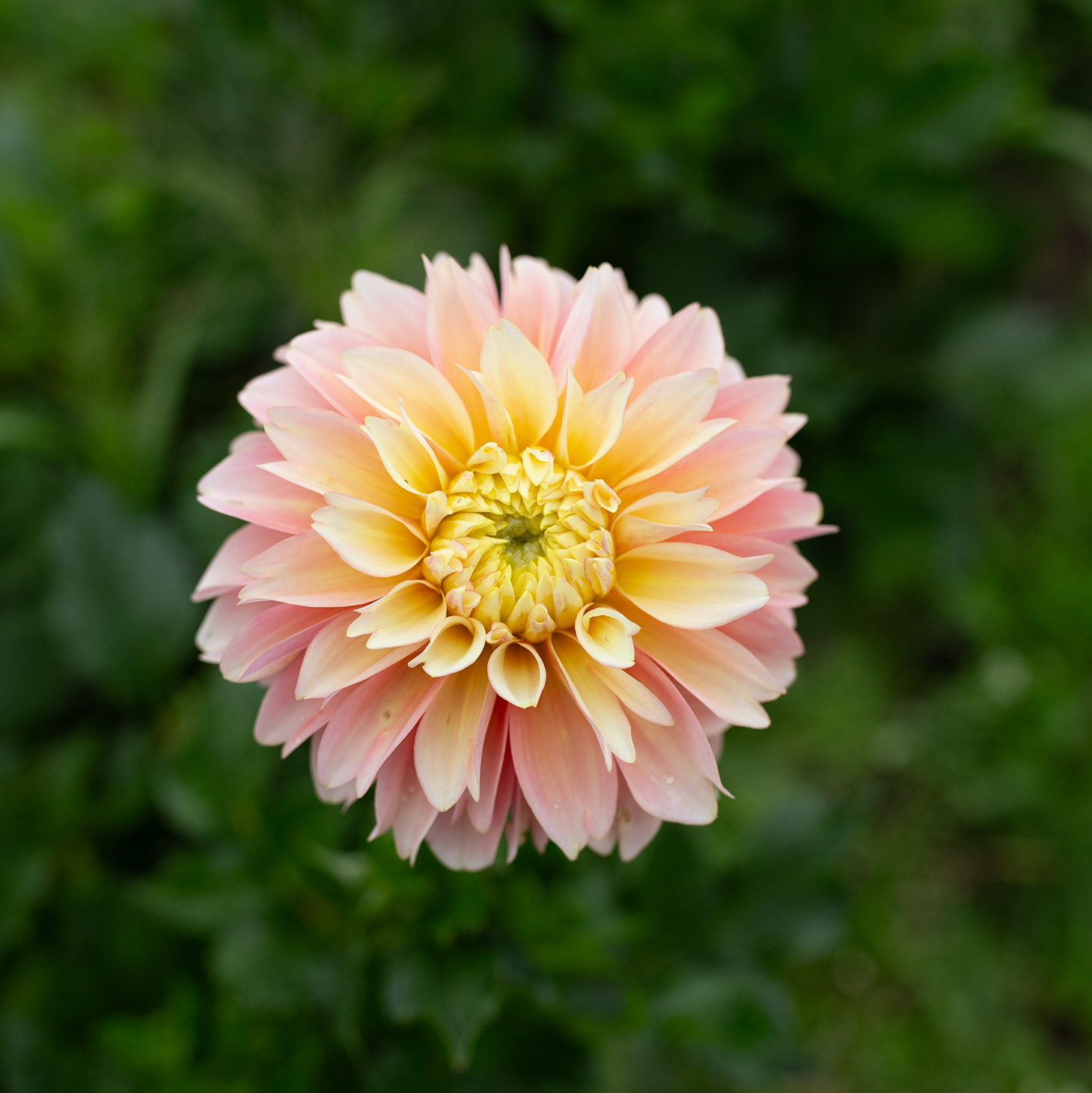Dahlia 'Giovanna'