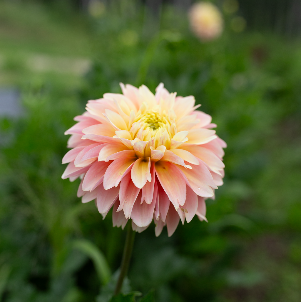 Dahlia 'Giovanna'