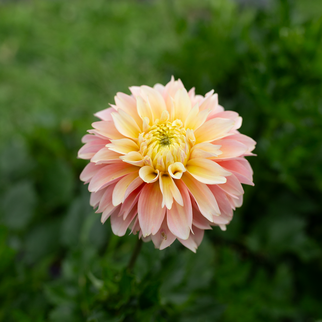 Dahlia 'Giovanna'